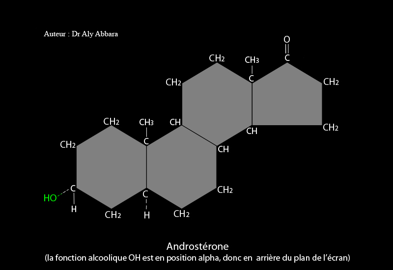 Androstérone - dérivé du noyau androstane
